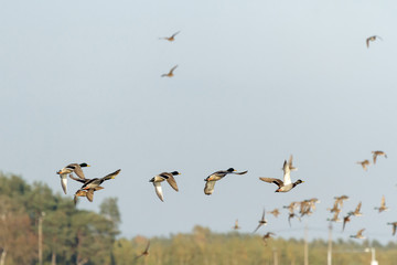birds