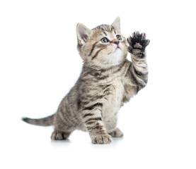 Scottish tabby kitten gives paw and looking up - obrazy, fototapety, plakaty