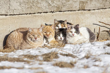 Homeless Cats