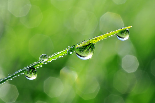 Fresh grass with dew drops close up