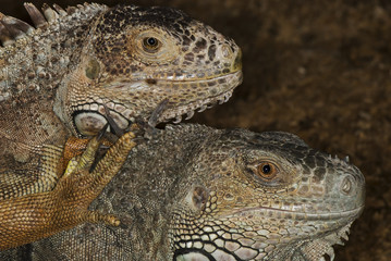 portraits of two iguanas