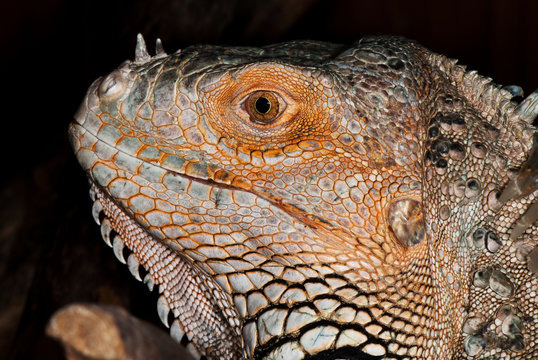 portrait of iguana