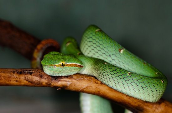 a green snake on a tree branch