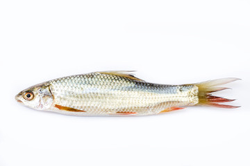 fish isolated on the white background