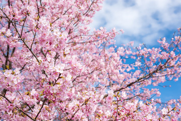 河津桜と空