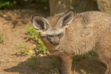 Bad-eared fox