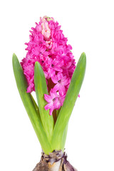 Beautiful pink hyacinth in pot on white background