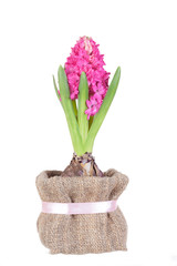 Beautiful pink hyacinths flowers isolated on a white background