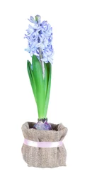 Glasschilderij Hyacint Mooie helderblauwe hyacinten geïsoleerd op een witte achtergrond