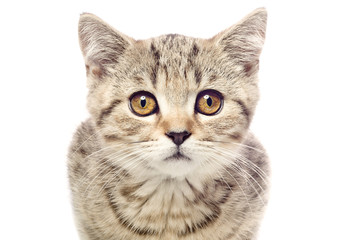 Portrait of a cute kitten Scottish Straight closeup