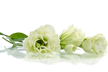 White Eustoma flowers