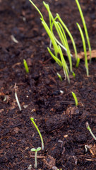 Little Growth Grass