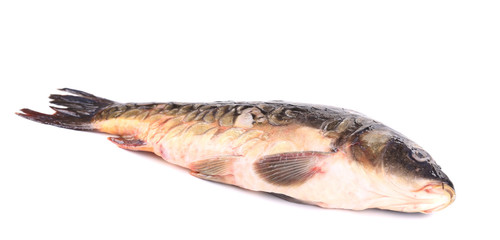 Close up of carp fish.