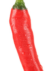 Red chilli pepper. Close up.