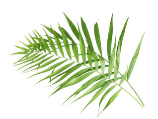 Beautiful palm leaves isolated on white