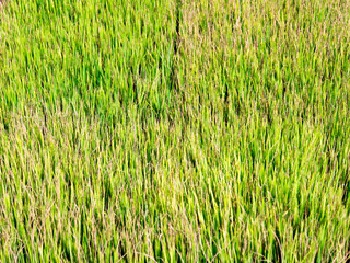 Paddy rice - Rice field