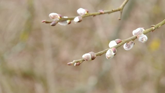 Pussy-willow twigs with catkins flitting in the wind.