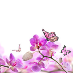 Floral background of tropical orchids and  butterfly - 61930410