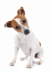 jack russel terrier
