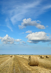 Agriculture, rolled straw after harvesting in wheat field