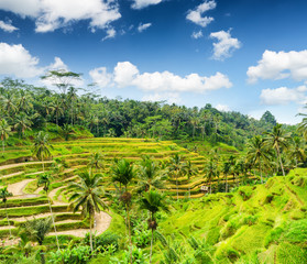 Fototapeta na wymiar Ricce terrace of Bali Island, Indonesia