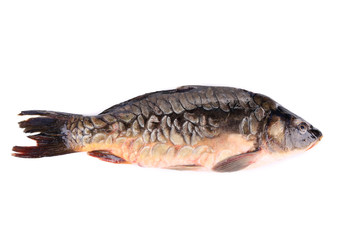 Mirror carp on a white background