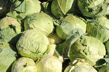 Fototapeta na wymiar Group of cabbage