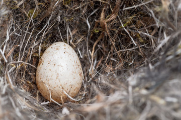 Naklejka premium Egg from a bluetit in a natural nest