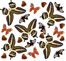 butterflies