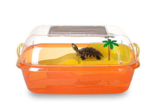 Turtle in aquarium