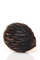 Palm seed, authentic seed of Asia