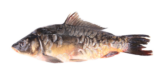 Fresh carp close up.