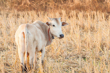 Obraz na płótnie Canvas white cow and dry grass cattle on the farm in rural ,thailand