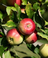 Vente de pommes bio.