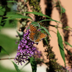 Il butine le papillon.