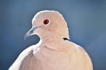 Pigeon