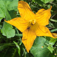 Bees pollinating flowers pumpkins