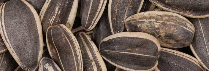 Background of sunflower seeds.