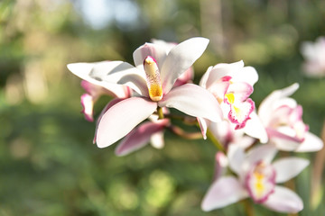 Fototapeta premium white Cymbidium orchid