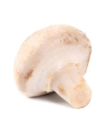 White mushroom close up.