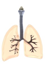 realistic 3d render of lungs