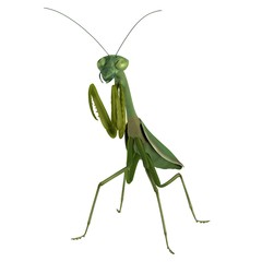 realistic 3d render of mantis