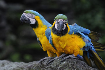 ルリコンゴウインコ