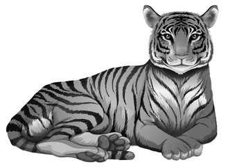 A grey tiger