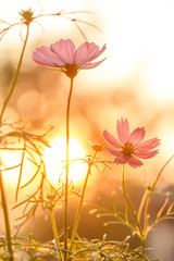 Pink cosmos on field in sunset time