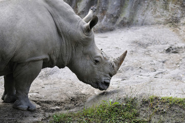 Naklejka premium サイ