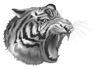 A grey tiger roaring