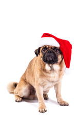 Obraz premium Mops pug as Santa isolated on white