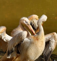 Great White Pelican