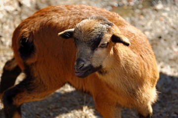 Fototapeta premium Argali, or the mountain sheep